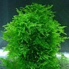 Christmas moss (Vesicularia montagnei)