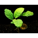 Anubias barteri "coffeefolia" size "m"