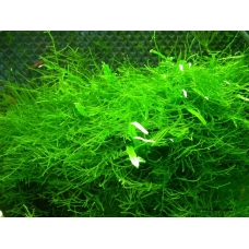 Java moss (Taxiphyllum barbieri)