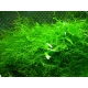 Java moss (Taxiphyllum barbieri)